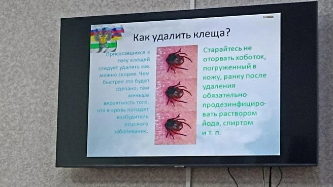 Как удалить клеща? Лучше всё-таки обратиться к медикам | Источник: Анна Сарапульцева / 45.RU