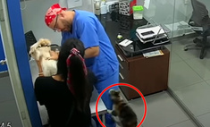 Кот-антипрививочник попытался спасти друга-пса, которому делали укол (видео)