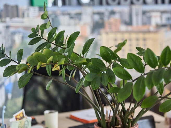 Пожелтевшие листья необходимо срезать и избегать переувлажнения грунта | Источник: Александр Ощепков / NGS.RU