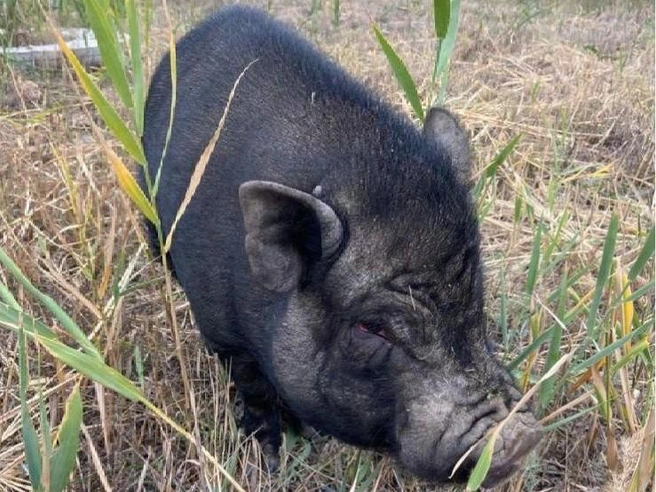 Измотанный домашний поросенок ростом буквально по колено человеку | Источник: Волгоград онлайн / T.me