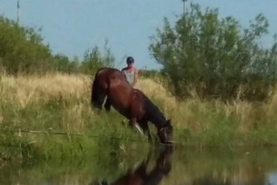 Поездка на лошади привела амурчанина на скамью подсудимых