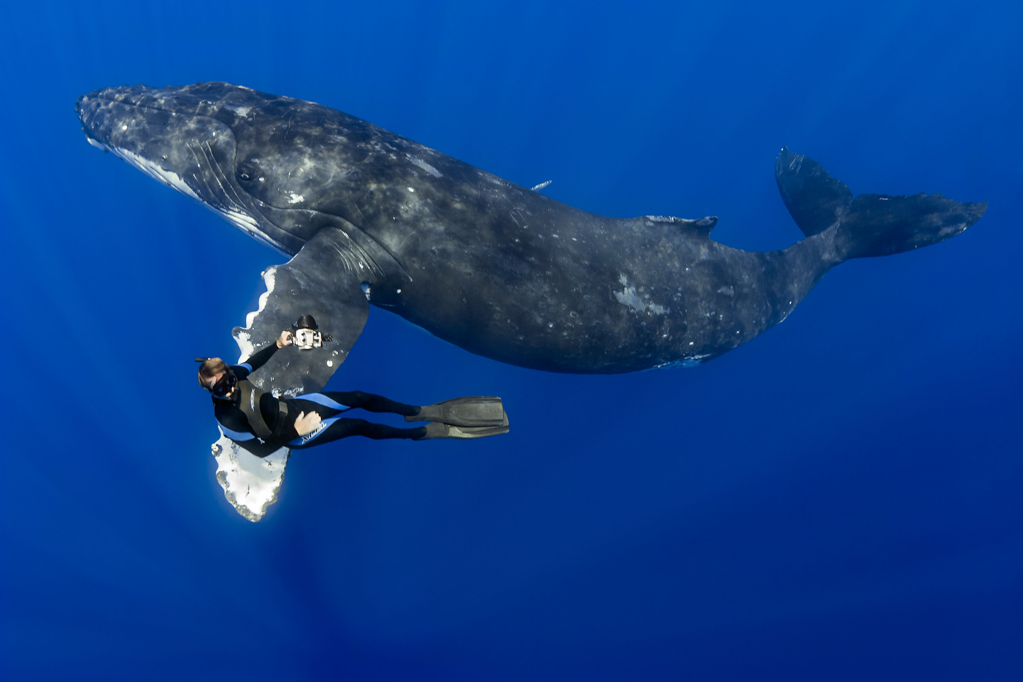 Зима в Териберке — время горбатых китов