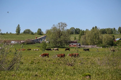 В Нижегородской области похитили двух жителей, подозреваемых в краже скота