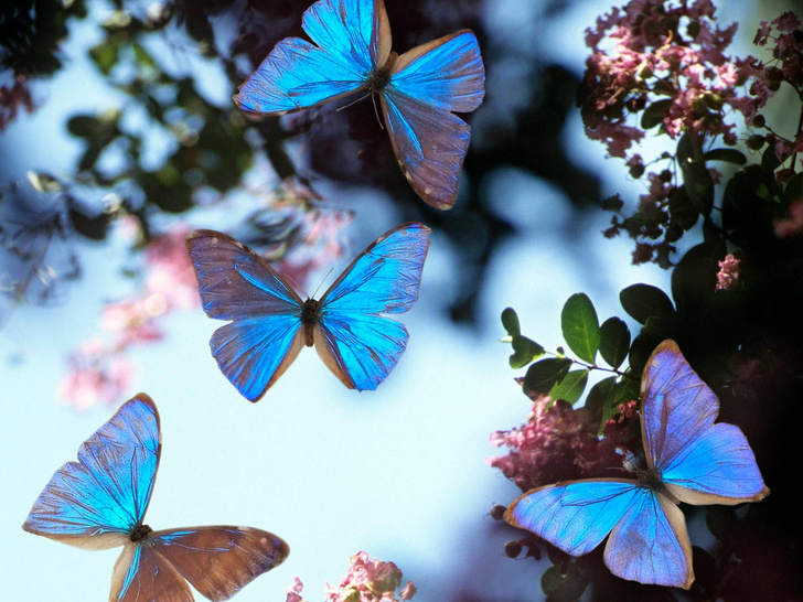 Хранительницы душ: посмотрите на 12 видов бабочек из разных стран