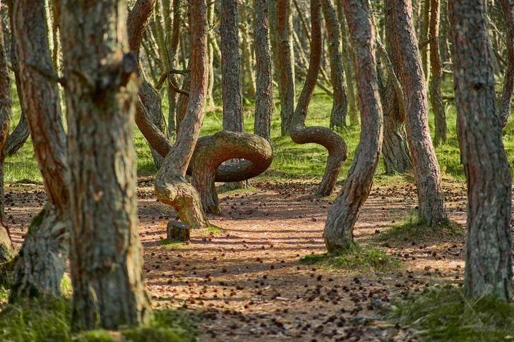 Источник: Dmitrii Rud via Shutterstock/Fotodom.ru
