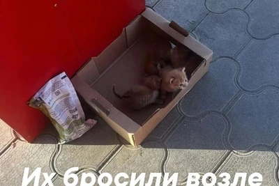 Сотрудница магазина в Светлограде убила котят и попала под следствие