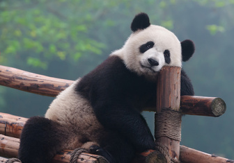 У больших панд обнаружили уникальный слух