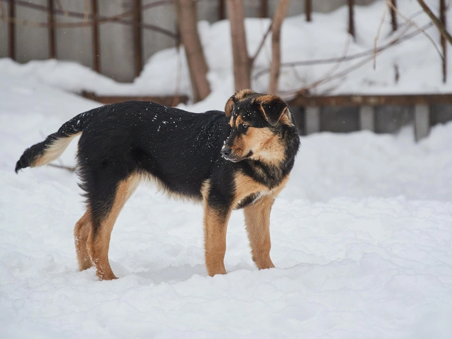 Второе чтение запланировано после проведения обсуждений с экспертами. | Источник: Александр Ощепков / NGS.RU
