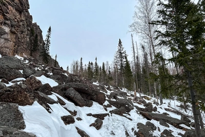Собаки на Красноярских Столбах побили рекорд браконьеров