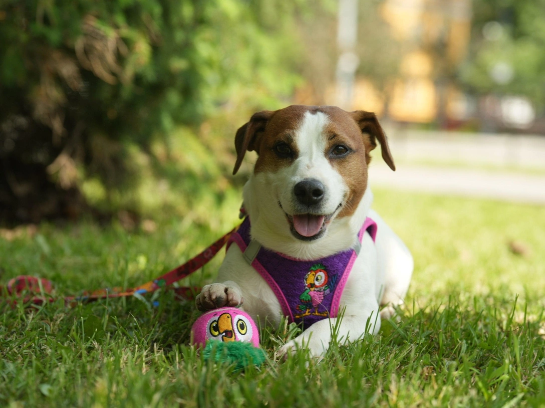 Triol и «Союзмультфильм» выпустили коллекцию для домашних питомцев | Источник: Triol