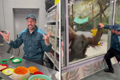 Ведущий «Поедем, поедим!» накормил орангутана в Перми