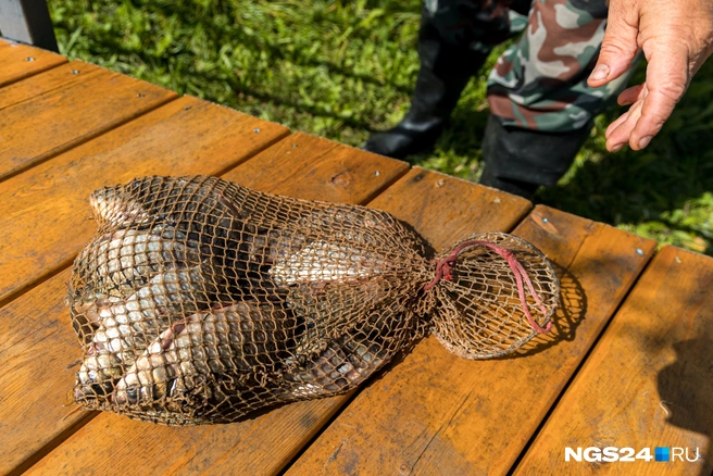 Такой крупный карась водится не везде | Источник: Мария Ленц / NGS24.RU