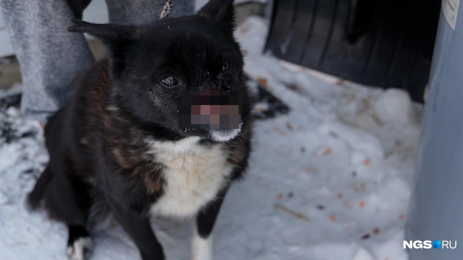 Пса с тяжелой травмой спасли в 2014 году | Источник: Антон Дигаев / NGS.RU