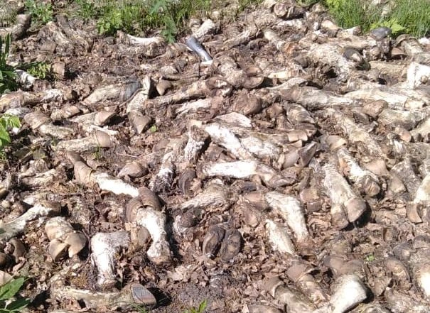 Специалисты Россельхознадзора обнаружили под Рязанью гниющие останки скота | ya62.ru