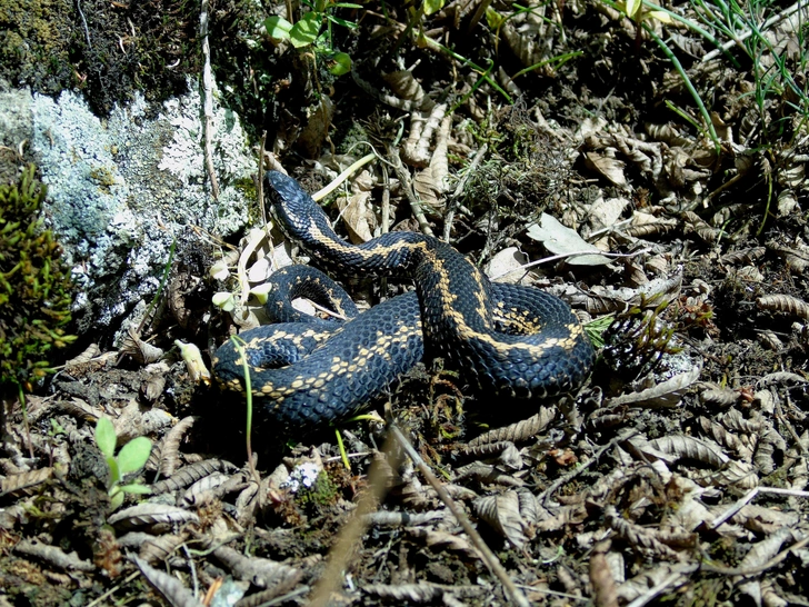 Гадюка Динника (Vipera dinniki). Обычно окрашена в темно-серые, коричневые или черные тона, а зигзаг на спине может быть как четким, так и едва заметным. Обитает исключительно на Кавказе на высотах от 1500 до 3000 метров, в каменистых россыпях и зарослях рододендрона. При укусе необходимо обратиться к врачу. В России гадюку Динника можно встретить в Чечне, Ингушетии, Дагестане, Кабардино-Балкарии, Карачаево-Черкесии, Северной Осетии и Краснодарском крае. | Источник: Gaga Mumladze/Shutterstock/Fotodom.ru
