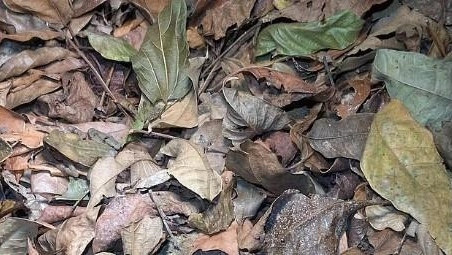 Картинка с загадкой: пользователь Reddit случайно сфотографировал лягушку