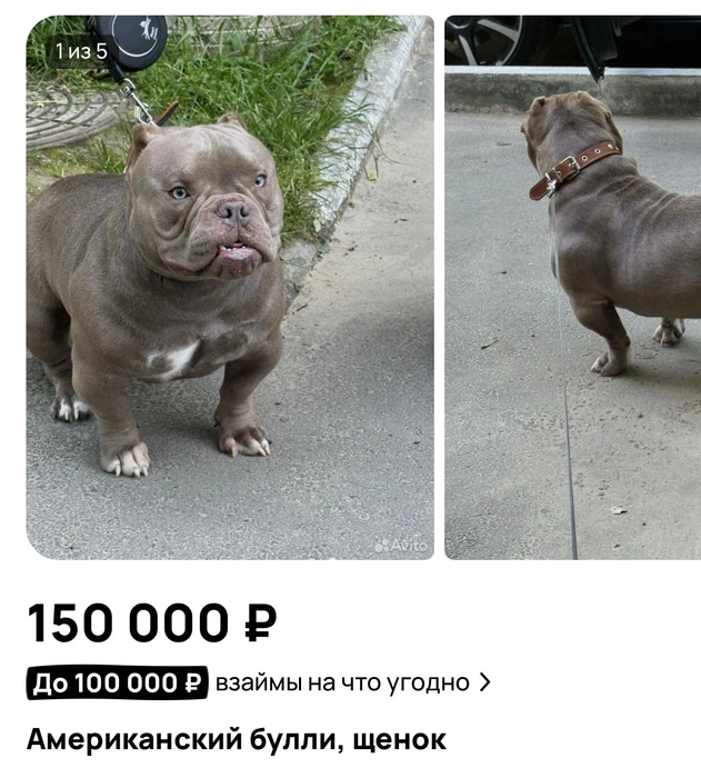 Американский булли за 150 тысяч рублей  | Источник: «Авито»