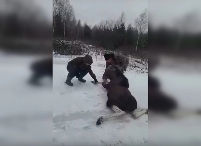 В Путятинском районе спасли застрявшего на льду лосенка | ya62.ru
