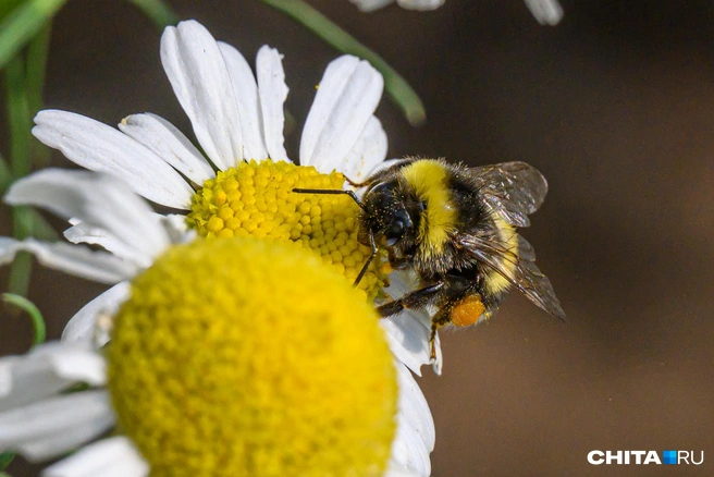 Пчёлы подвержены не только пестицидам, но и болезням | Источник: Олег Фёдоров / CHITA.RU