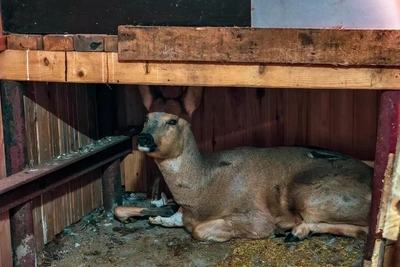 В Уфе спасают косулю, пережившую пули и аварию