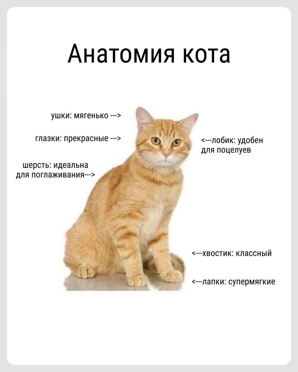 Хвостик лучше не трогать | Источник: Городские медиа