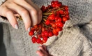 Польза и вред калины красной: 6 удивительных свойств ягоды, о которых вы могли не знать