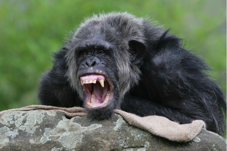 Исследователи рассказали о «войнах» шимпанзе с гориллами