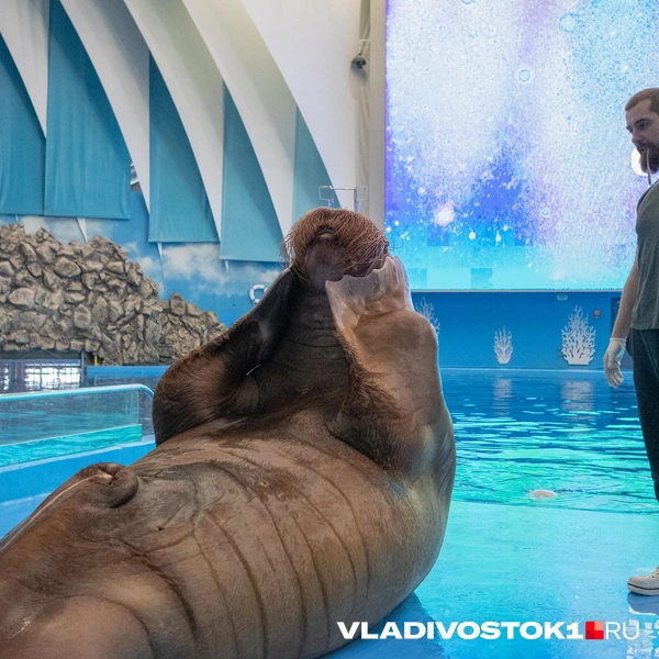 Источник: Елена Буйвол / VLADIVOSTOK1.RU