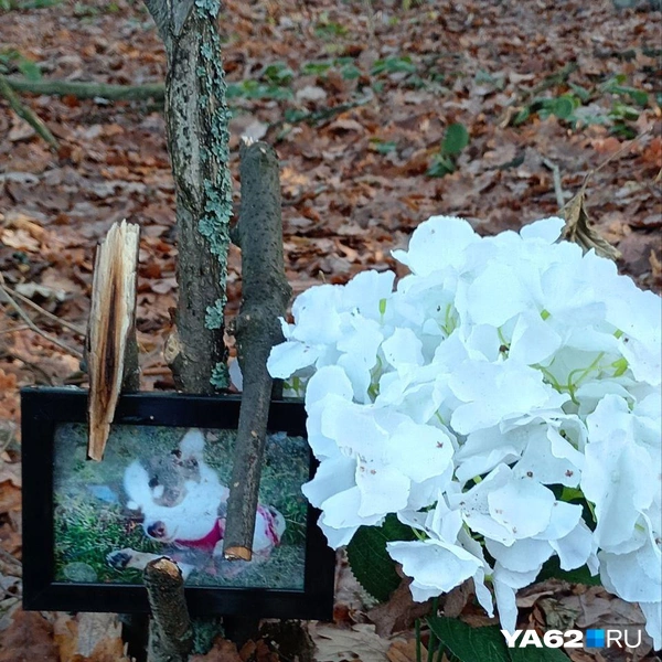 Источник: Анастасия Фокина / YA62.RU