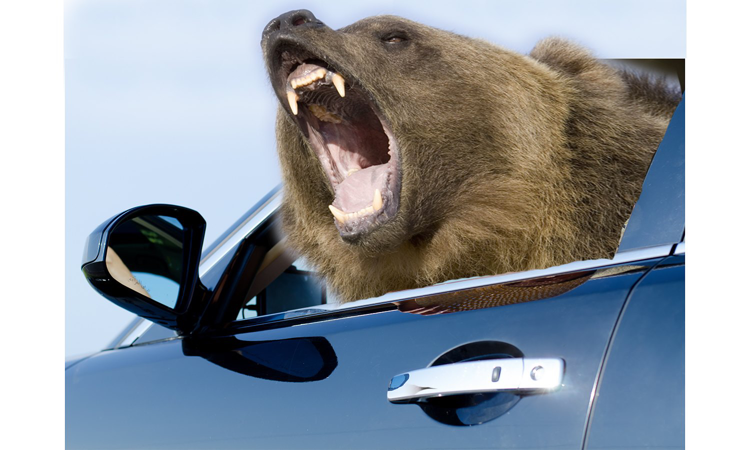 Украсть медведя. Автомобиль медведь. Медведь в машине. Медведь лезет в машину.