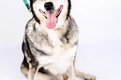 Пес Белозер ищет дом после аварии и предательства