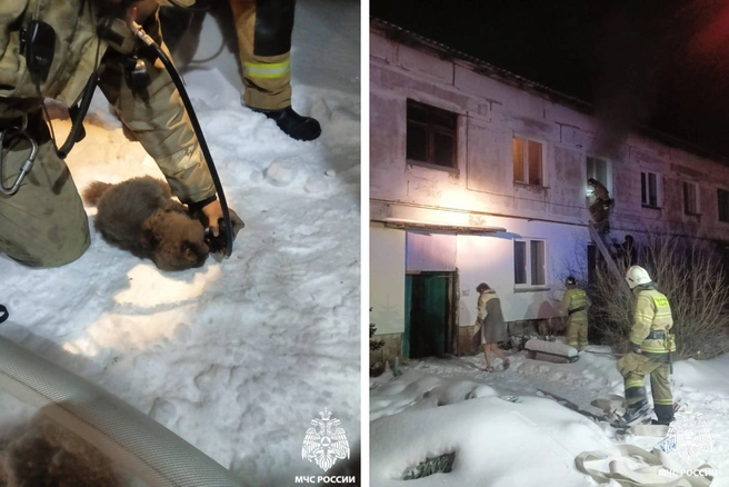 Кошке потребовалась помощь | Источник: МЧС по Новосибирской области 