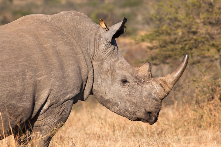 За что ценят рог носорога?