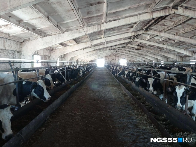 Животноводство — трудозатратная отрасль | Источник: Сергей Энквист / NGS55.RU