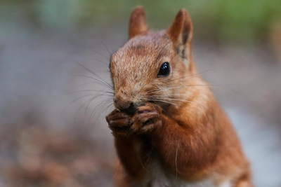 В парке «Изумрудный» обсуждают вендинговые аппараты для белок