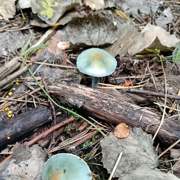 Источник: Наталия Пирожкова / Дары лесов Урала. Грибы Екатеринбурга и области / Vk.com