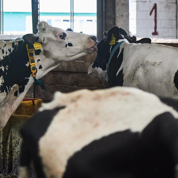 Источник: Роман Данилкин / 63.RU