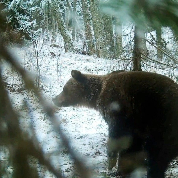 Кадр из видео Нижне-Свирского заповедника | www.fontanka.ru