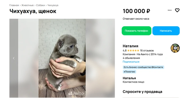 Щенку два месяца | Источник: Авито