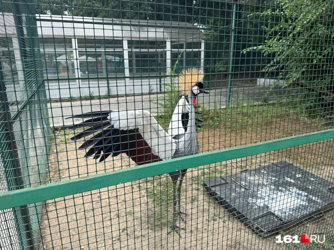 Венценосный журавль взмахнул крыльями в знак приветствия (наверное). Второй такой же журавль ходил по клетке непротив | Источник: Марина Рыбалкина / 161.RU