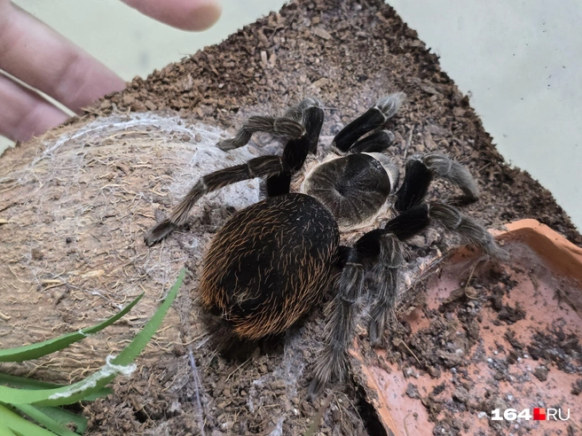 А этого большого паука боялся я сам | Источник: Семен Коротов-Майбах / 164.RU