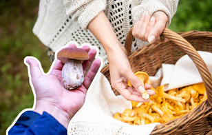 Почему на самом деле финны не собирают грибы — вы удивитесь