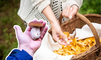 Почему на самом деле финны не собирают грибы — вы удивитесь