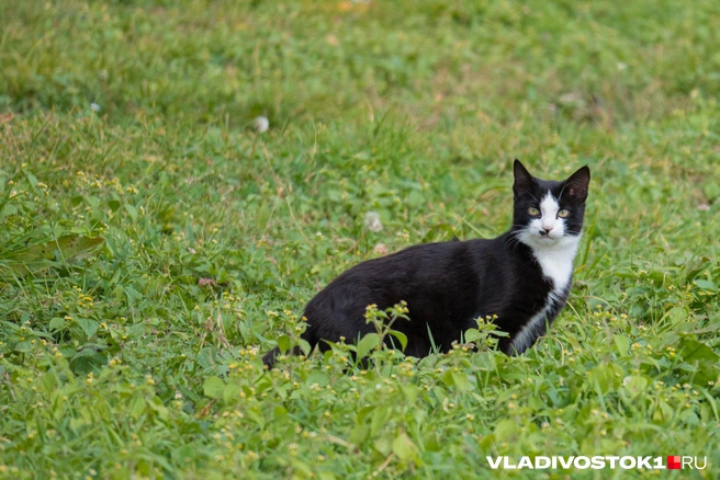 Источник: Елена Буйвол / VLADIVOSTOK1.RU