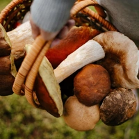 Лето 2025 и царство грибов: как глобальное потепление перекроило карту тихой охоты