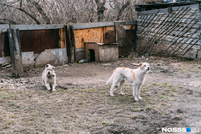Нельзя пускать посторонних туда, где обнаружили болезнь | Источник: Елена Латыпова / NGS55.RU
