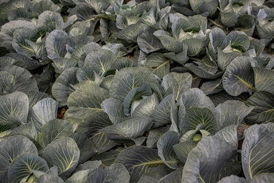 When to remove lower leaves from cabbage