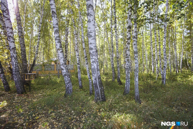 Участок Юрия граничит с лесом. Площадь 18 соток, и из них треть — это березовый лес. Дом прижали максимально к лесу | Источник: Евгения Глинчикова