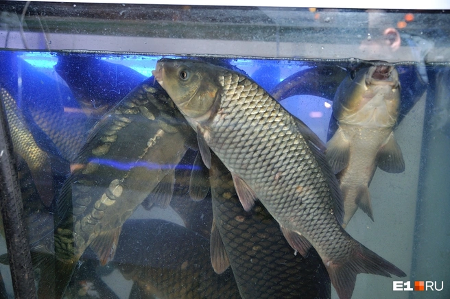 В подвале у женщины живут 11 карпов и чувствуют себя прекрасно | Источник: Артем Устюжанин / E1.RU