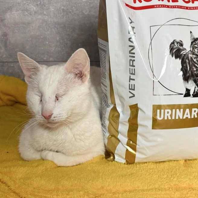 Сейчас коту необходим дорогой лечебный корм URINARY | Источник: «Потеряшка-НСК. Потерянные животные. Новосибирск» / vk.com